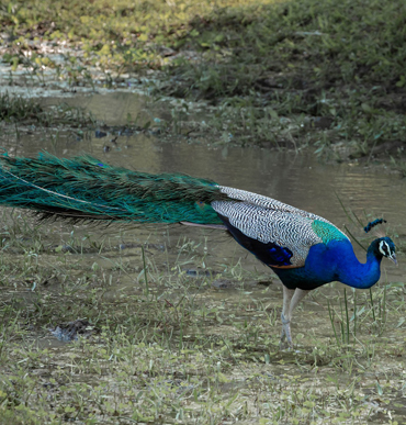 Peacock in Kumana